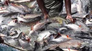 fish