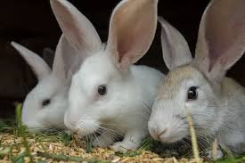 rabbit