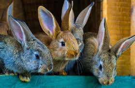 rabbit1