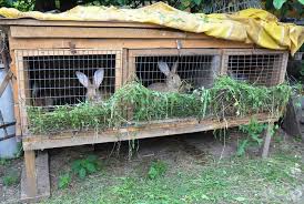 rabbit2