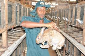 rabbit3